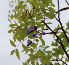 (c) Alan Manson, some rights reserved (CC BY) Bolusanthus speciosus, photograph (c) Alan Manson, some rights reserved (CC BY)