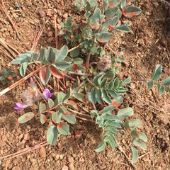 Astragalus shortianus