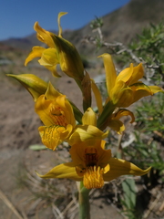 Chloraea alpina