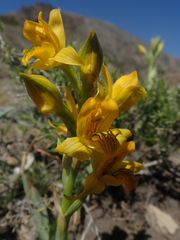 Chloraea alpina