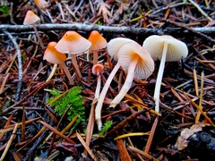 Mycena monticola
