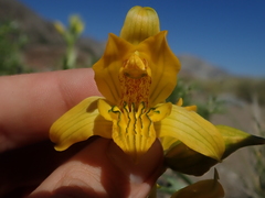 Chloraea alpina