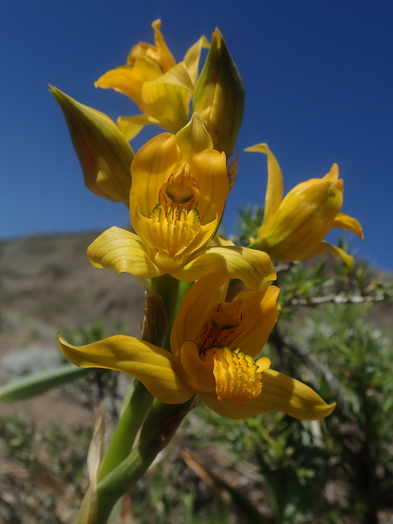 Chloraea Alpina Tamango Flora Inaturalist