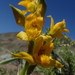 Chloraea alpina - Photo (c) Nolan Exe,  זכויות יוצרים חלקיות (CC BY), הועלה על ידי Nolan Exe