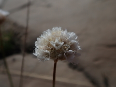 Armeria curvifolia