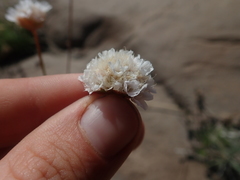 Armeria curvifolia