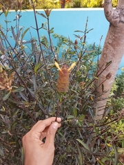 Barleria lupulina