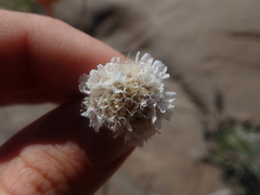 Armeria curvifolia