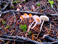 Mycena monticola