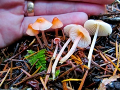 Mycena monticola