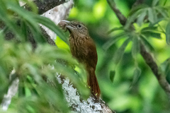 Xiphorhynchus guttatus