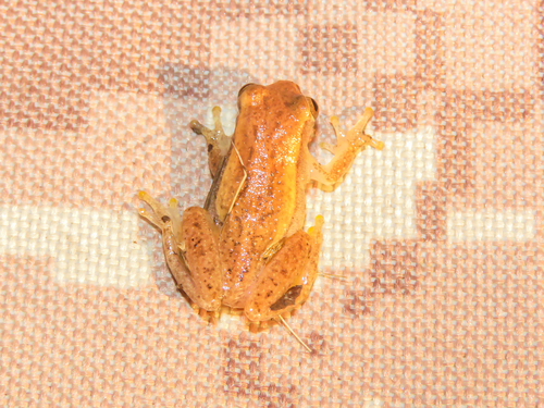 Walford's Yellow Tree Frog