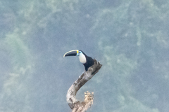 Ramphastos vitellinus