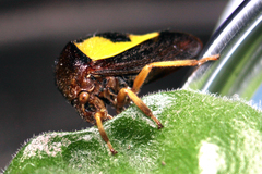 Hyphinoe camelus