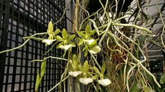 Dendrophylax funalis