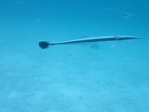 Echeneis naucrates
