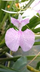 Comparettia macroplectron