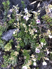 Veronica hookeriana