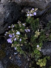 Veronica hookeriana