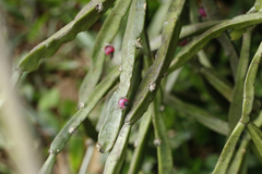 Rhipsalis trigona