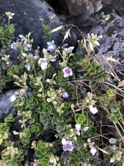 Veronica hookeriana