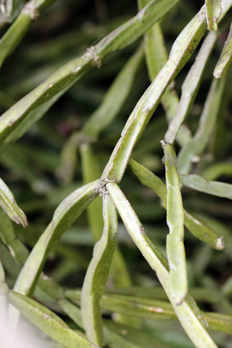 Rhipsalis trigona, photograph 1