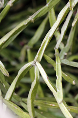 author not stated, no rights reserved Rhipsalis trigona, photograph author not stated, no rights reserved