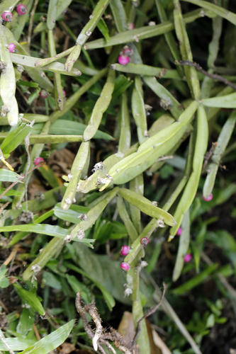 Rhipsalis trigona, photograph 2