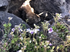 Veronica hookeriana