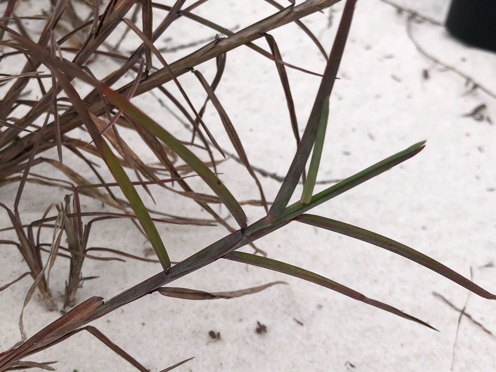 Schizachyrium maritimum