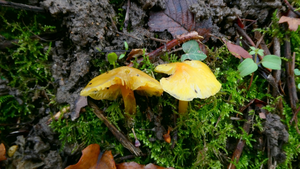 Hygrocybe chlorophana · December 2025 · photo: © patricklm35 (iNaturalist, cc0)