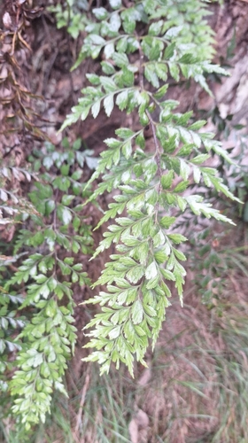 African Spleenwort (Asplenium aethiopicum)