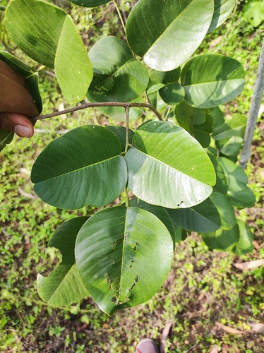 Red Sandalwood (Pterocarpus santalinus)