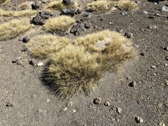 Rytidosperma setifolium