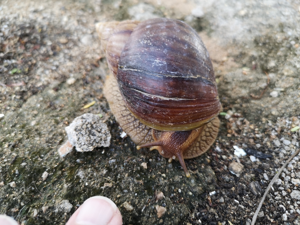 Giant Blonde Snail