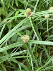 Cyperus erectus