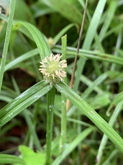 Cyperus erectus