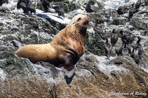 Western Steller Sea Lion (Subspecies Eumetopias jubatus jubatus