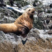 Western Steller Sea Lion - Photo (c) Andrew Reding, some rights reserved (CC BY-NC-ND)