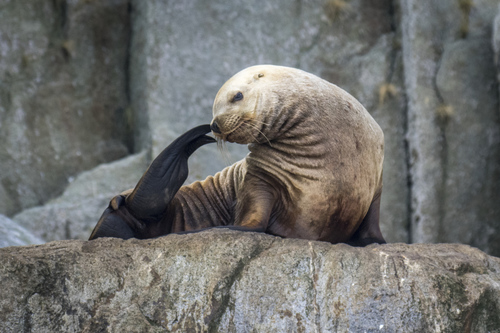 Steller Sea Lion