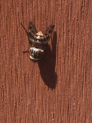 Pelecorhynchus mackerrasi · iNaturalist