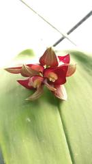 Pleurothallis teaguei