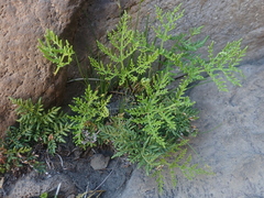 Cheilanthes glauca