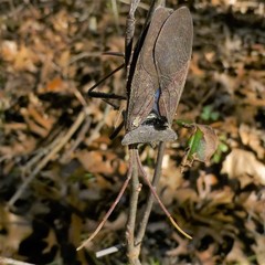 Acanthocephala declivis