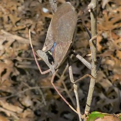 Acanthocephala declivis