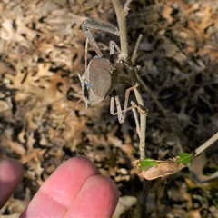 Acanthocephala declivis