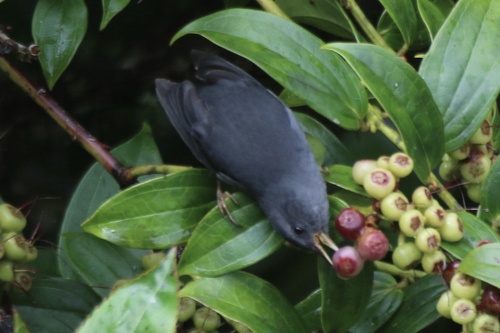 Peg-billed Finch (Acanthidops bairdi), photo 7