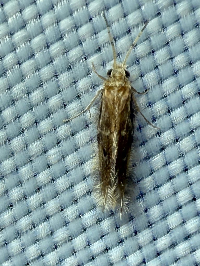 Oxyethira pallida