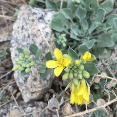 Physaria vitulifera