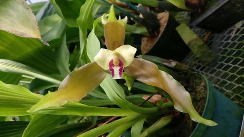 Schiller's Lycaste